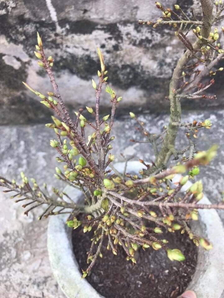 Cây Hoa mai giống siêu bông