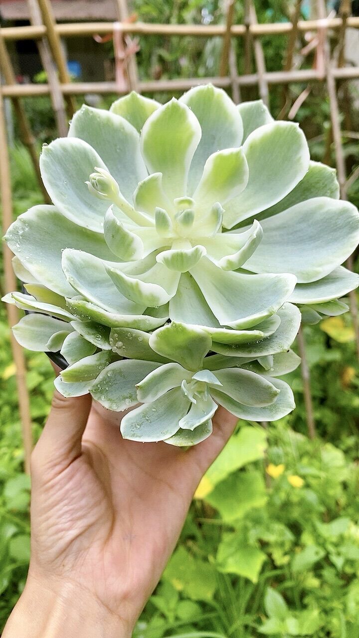 Sen đá var bụi