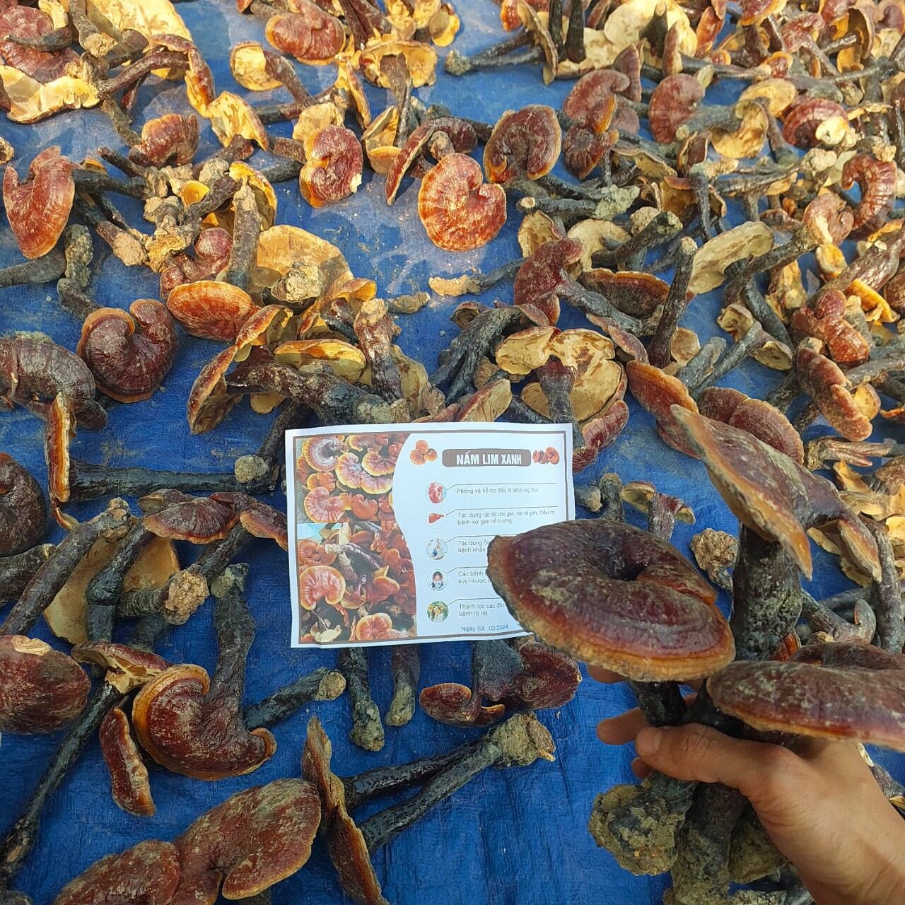 Nấm Lim xanh chuẩn rừng 500g