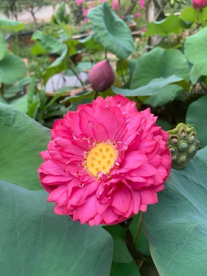 3 củ sen 3 màu