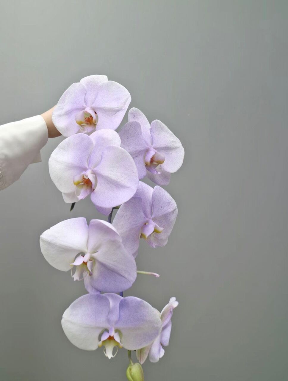 sơn xịt hoa tươi