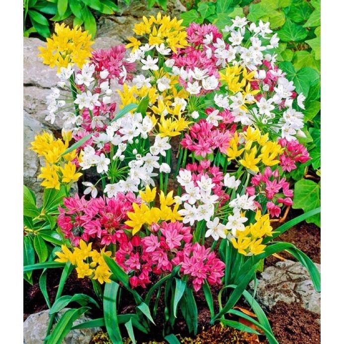 Củ hoa alium