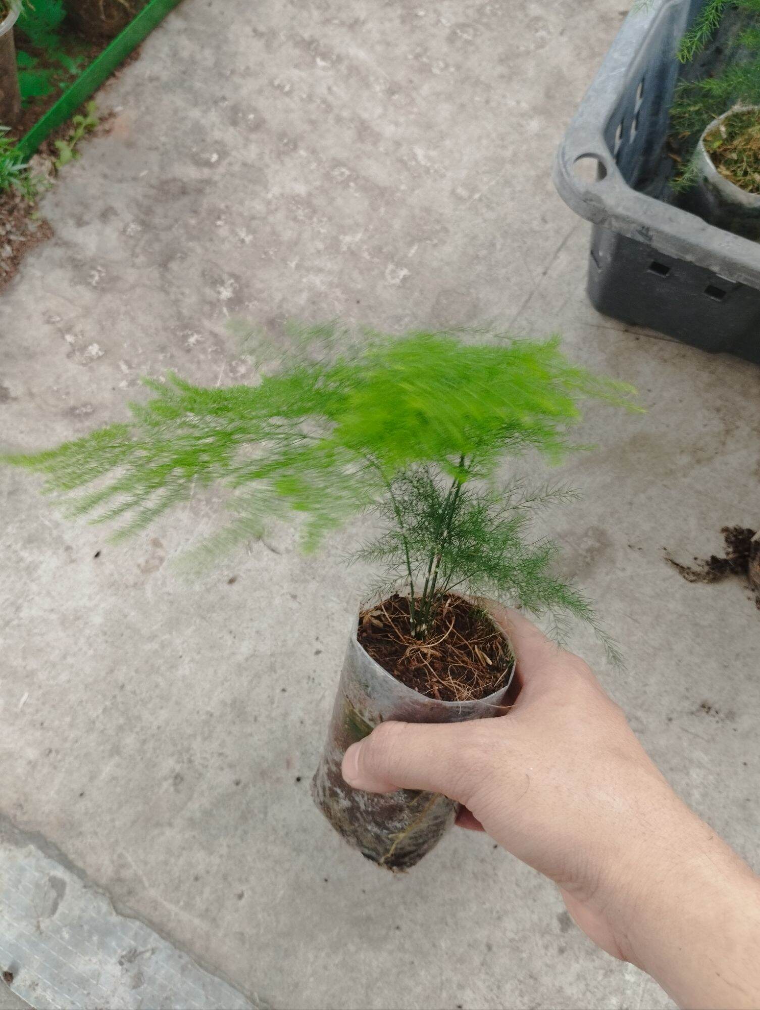 Kim thuỷ tùng mini bầu nilong