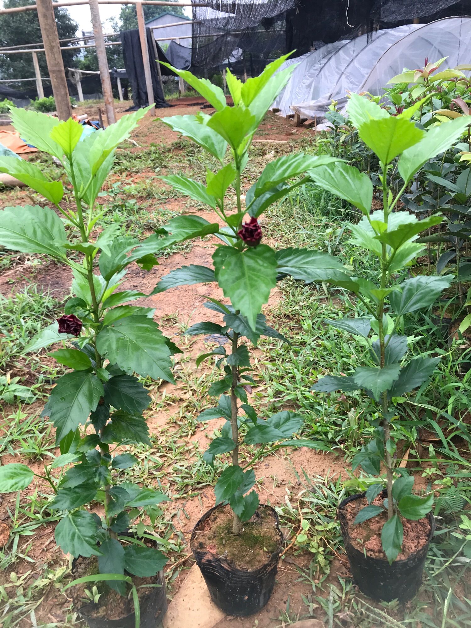 Cây hoa dâm bụt hoa kép