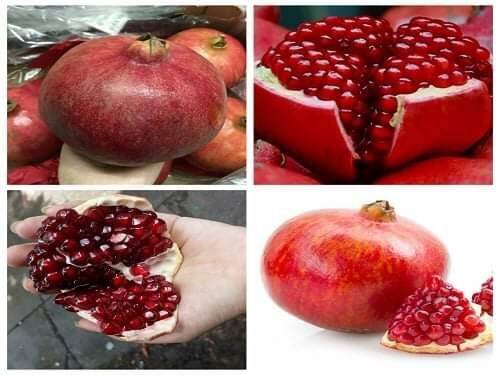 CÂY GIỐNG LỰU ĐỎ LỒNG ĐÈN