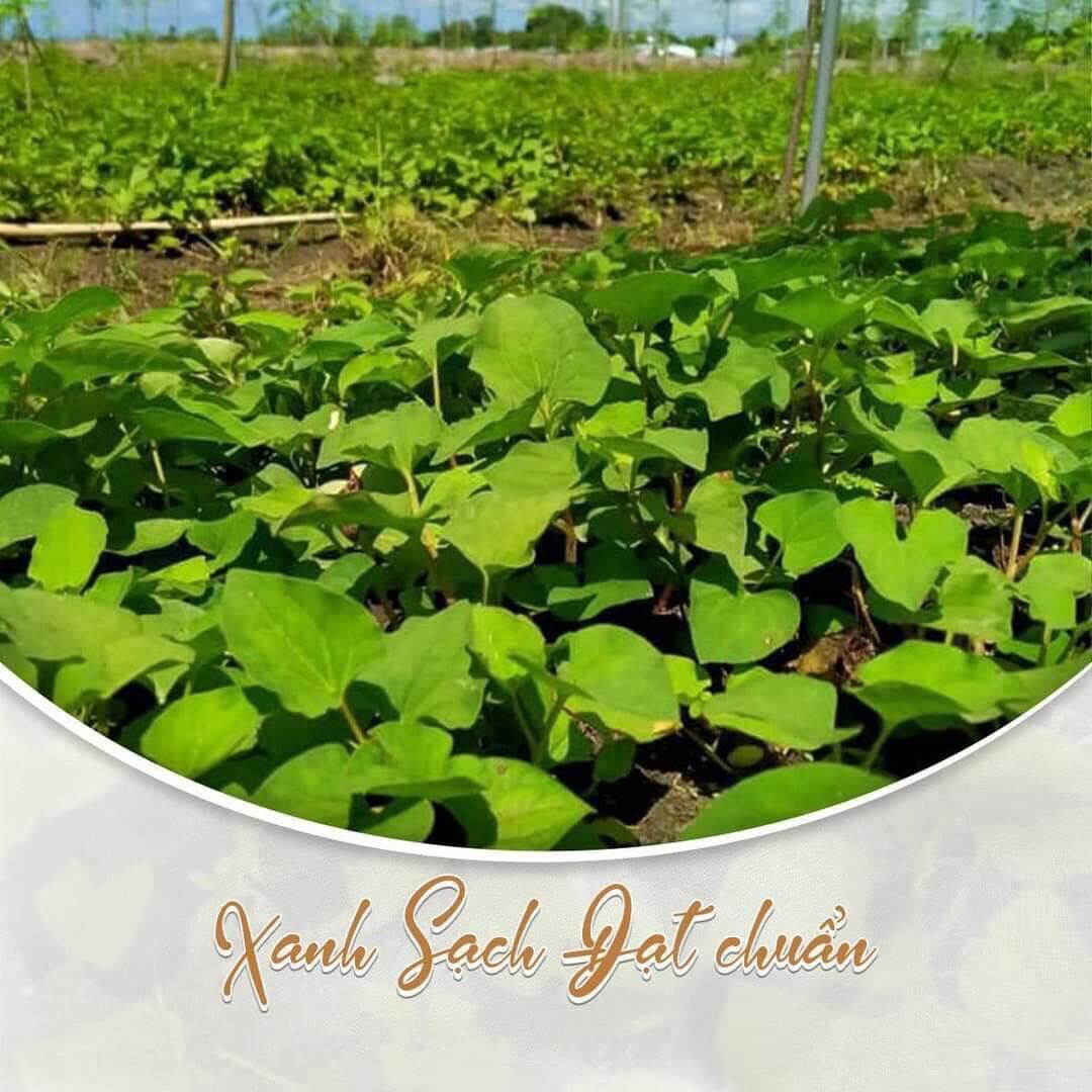 Bột diếp cá sấy lạnh hũ 500 gram