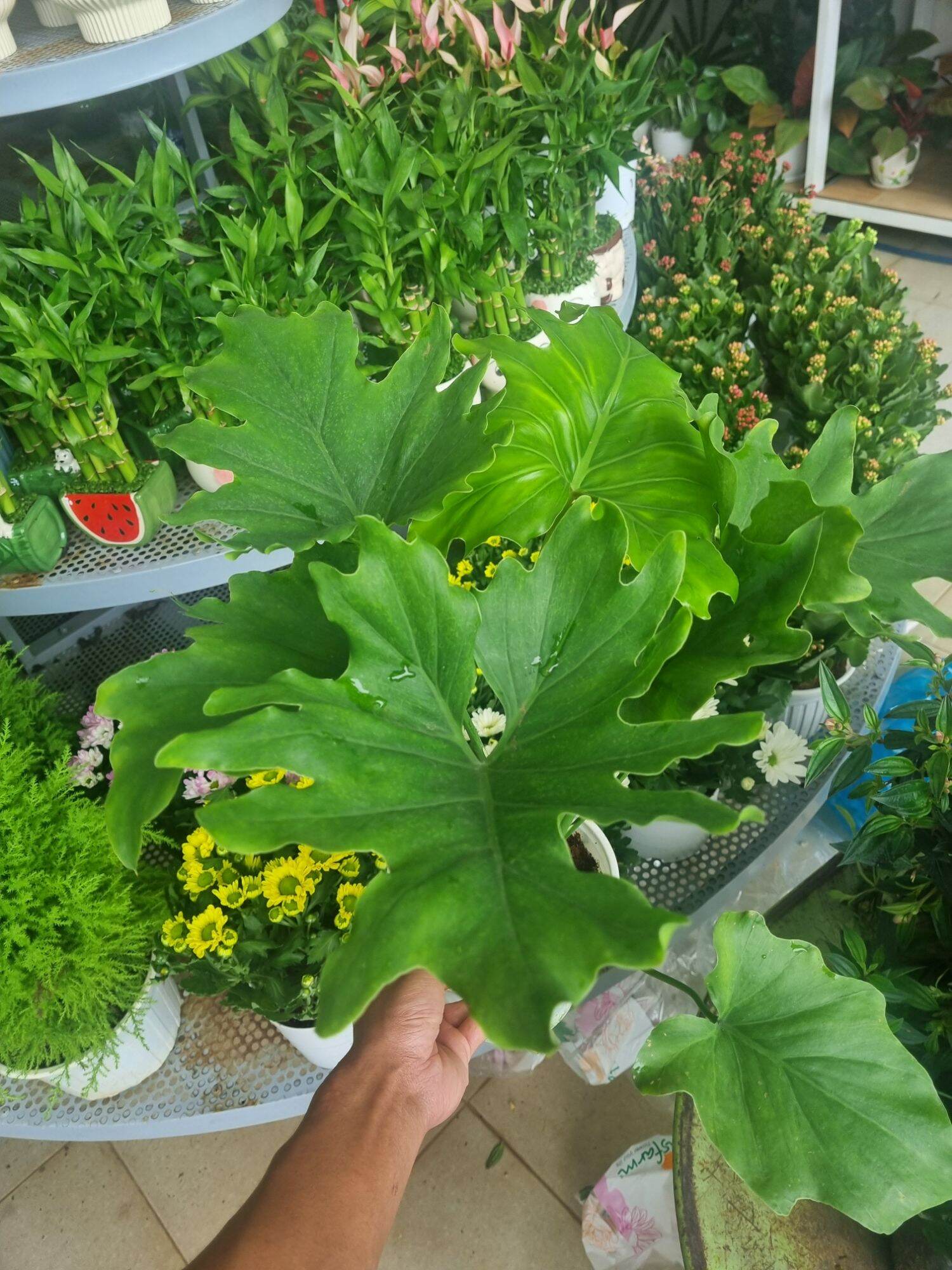 Cây trầu bà thanh xuân