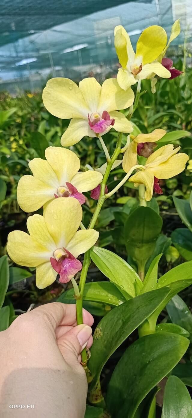 Hoa Lan Dendro vàng lưỡi đỏ cây trưởng thành