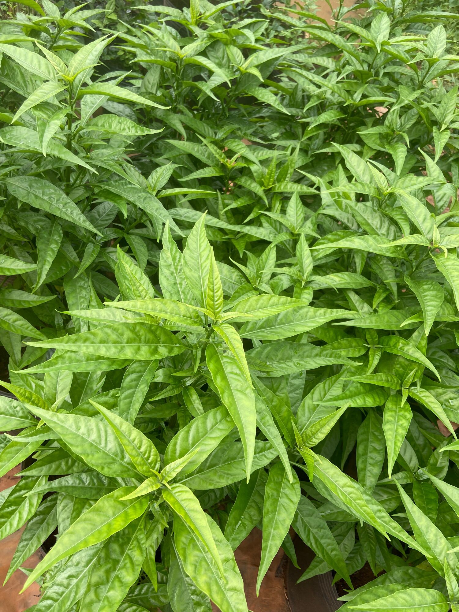 Chậu hoàn ngọc trắng (size lớn, chậu c6)