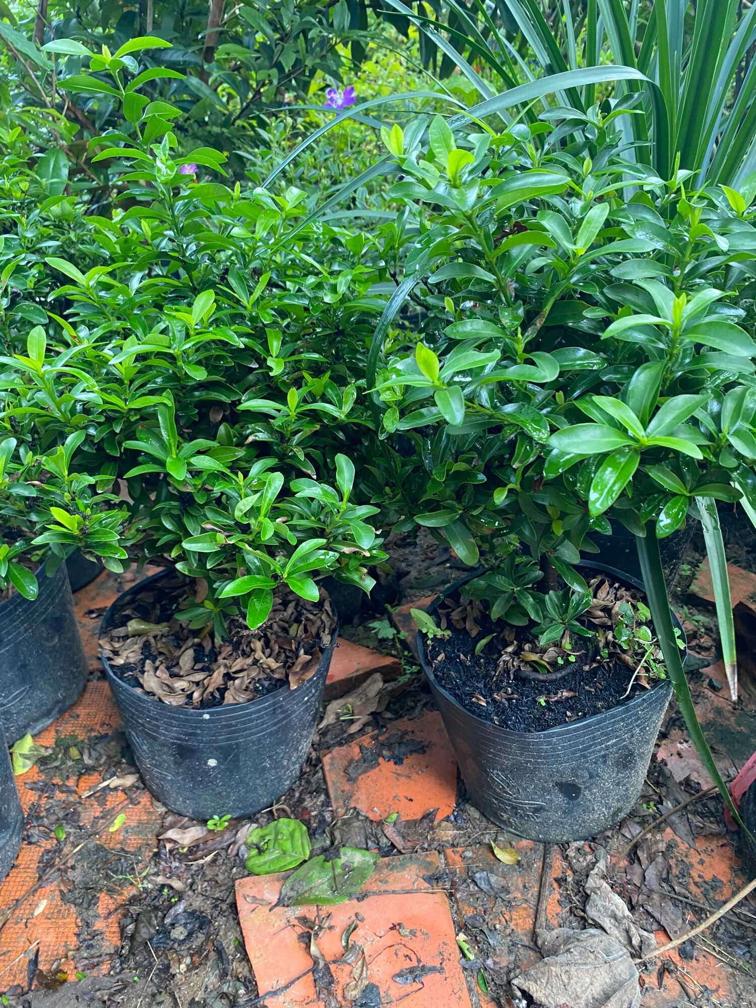 Trang Thái Trắng lá nhỏ ( Hoa mẫu đơn Trắng )