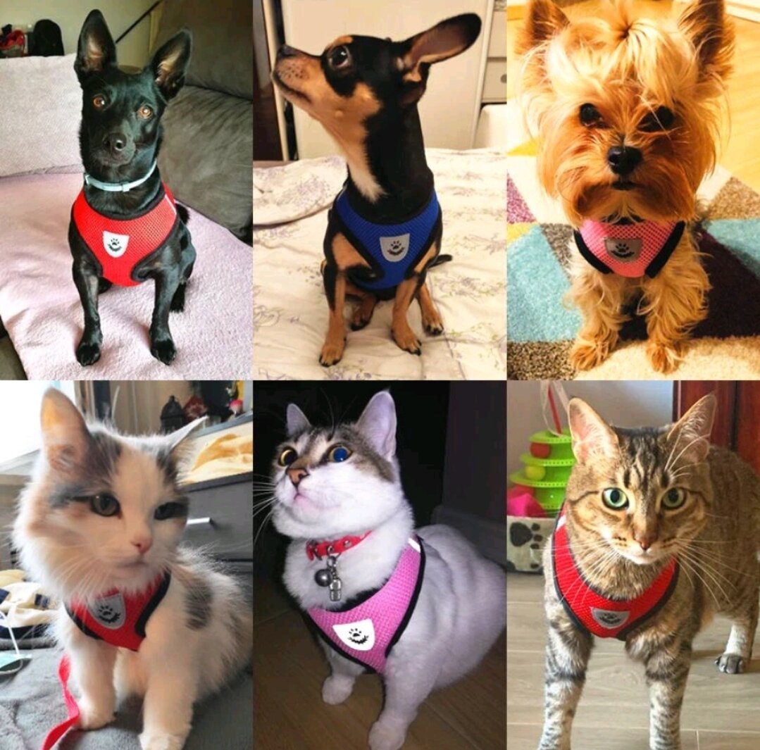Dây dắt + áo yếm lưới cho chó mèo đủ size