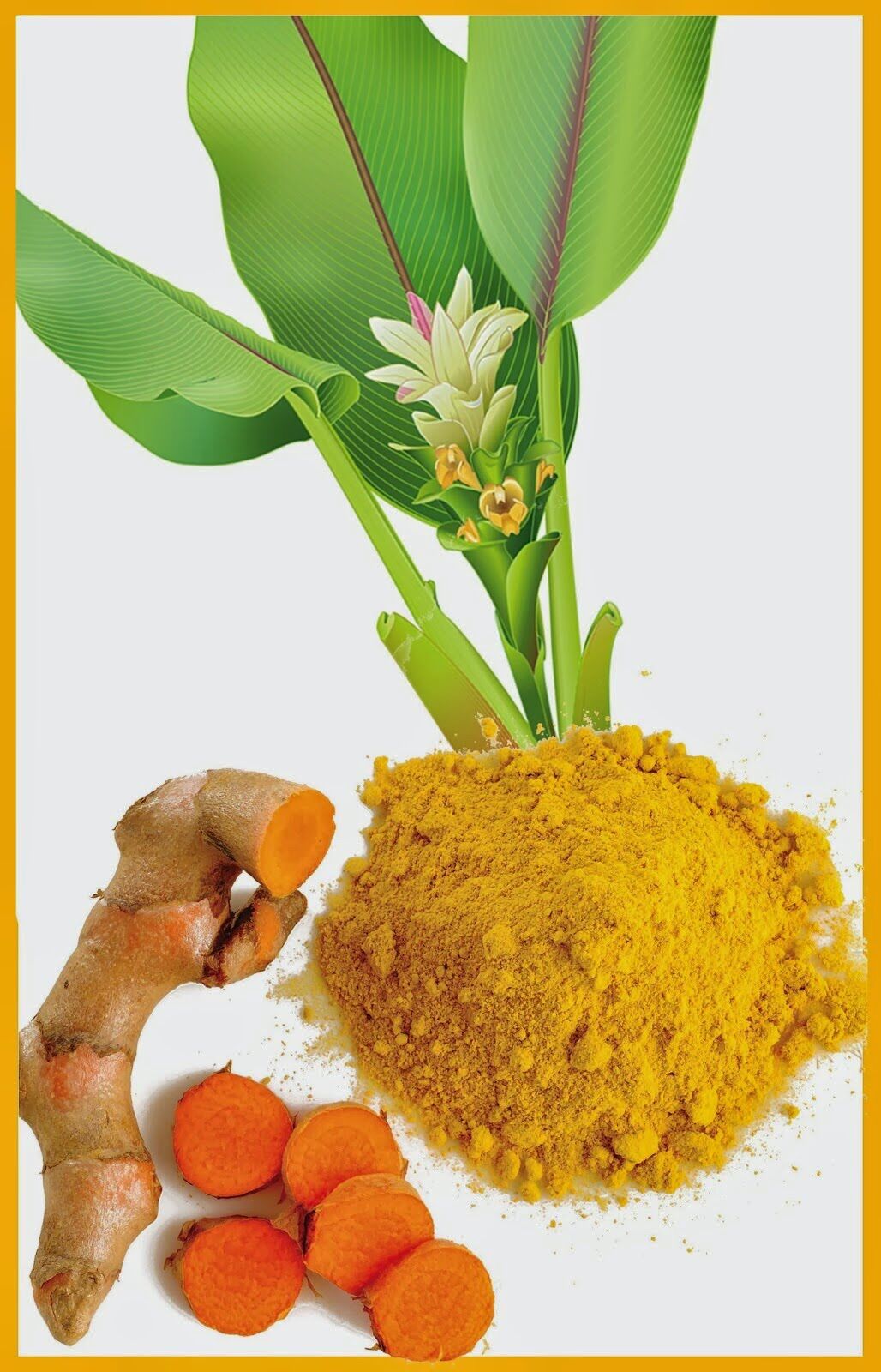 Giống cây nghệ ta củ vàng