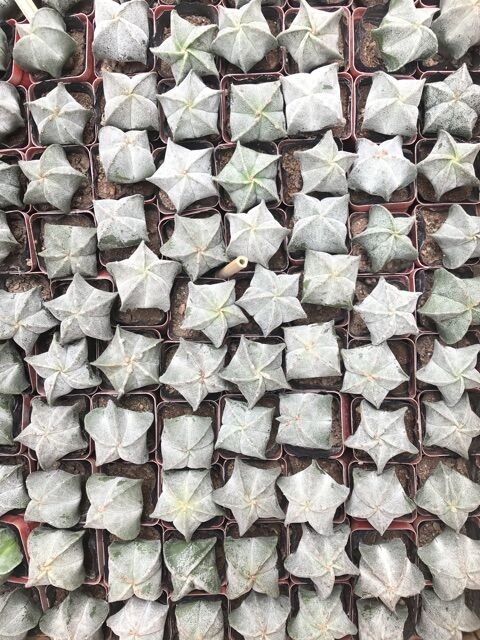 Cây Xương rồng không gai Astro, xương rồng hình sao biển - Astrophytum myriostigma 5 cánh, 5 múi, 5 khía, 5 cạnh