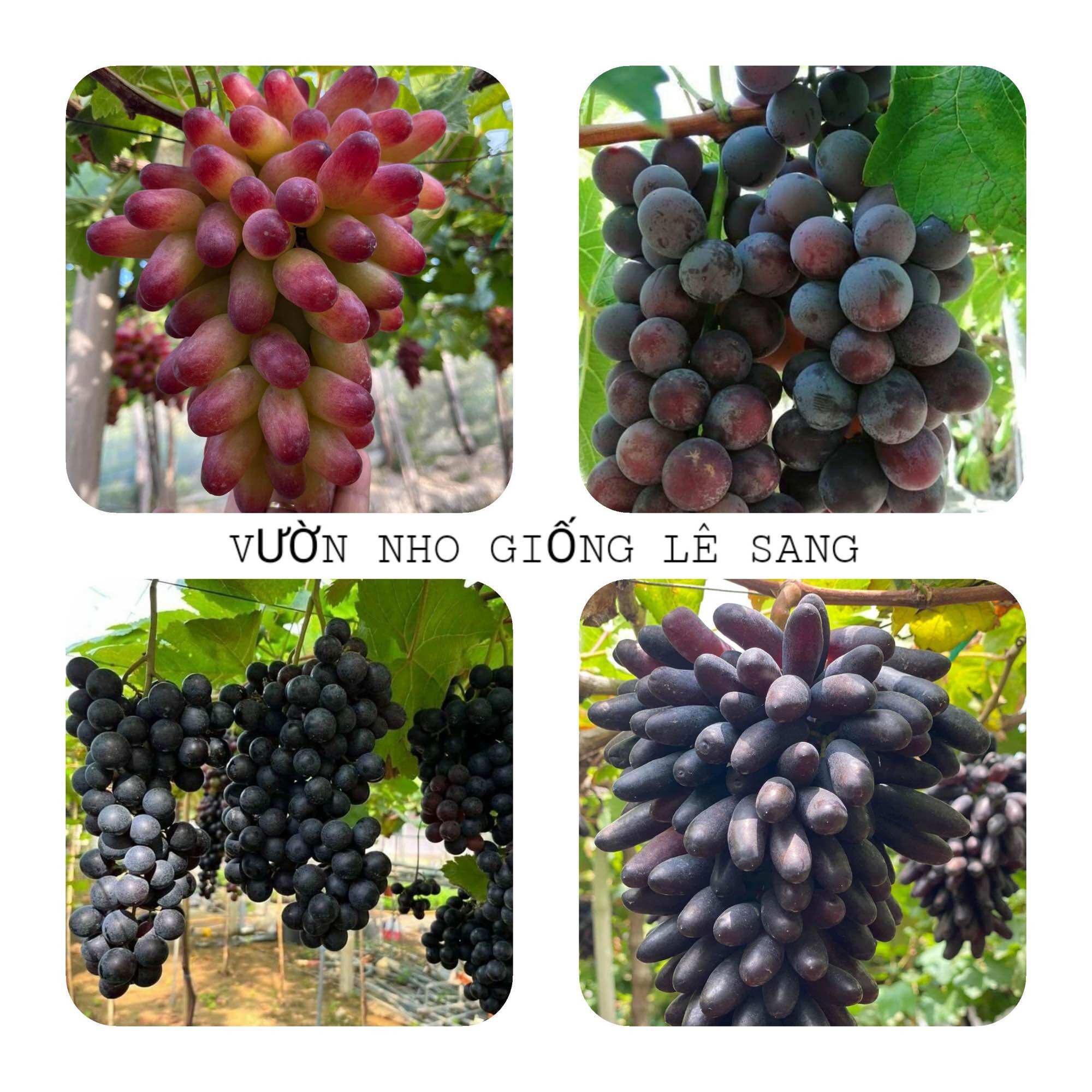 Cây nho . 1ngón tay đen, 1nho kẹo, 1nho bailey, 1ngón tay 152