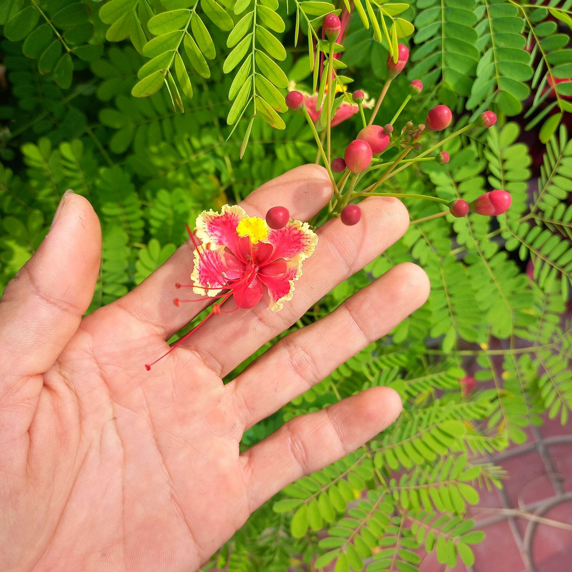 cây điệp cúng, hay cây kim phượng