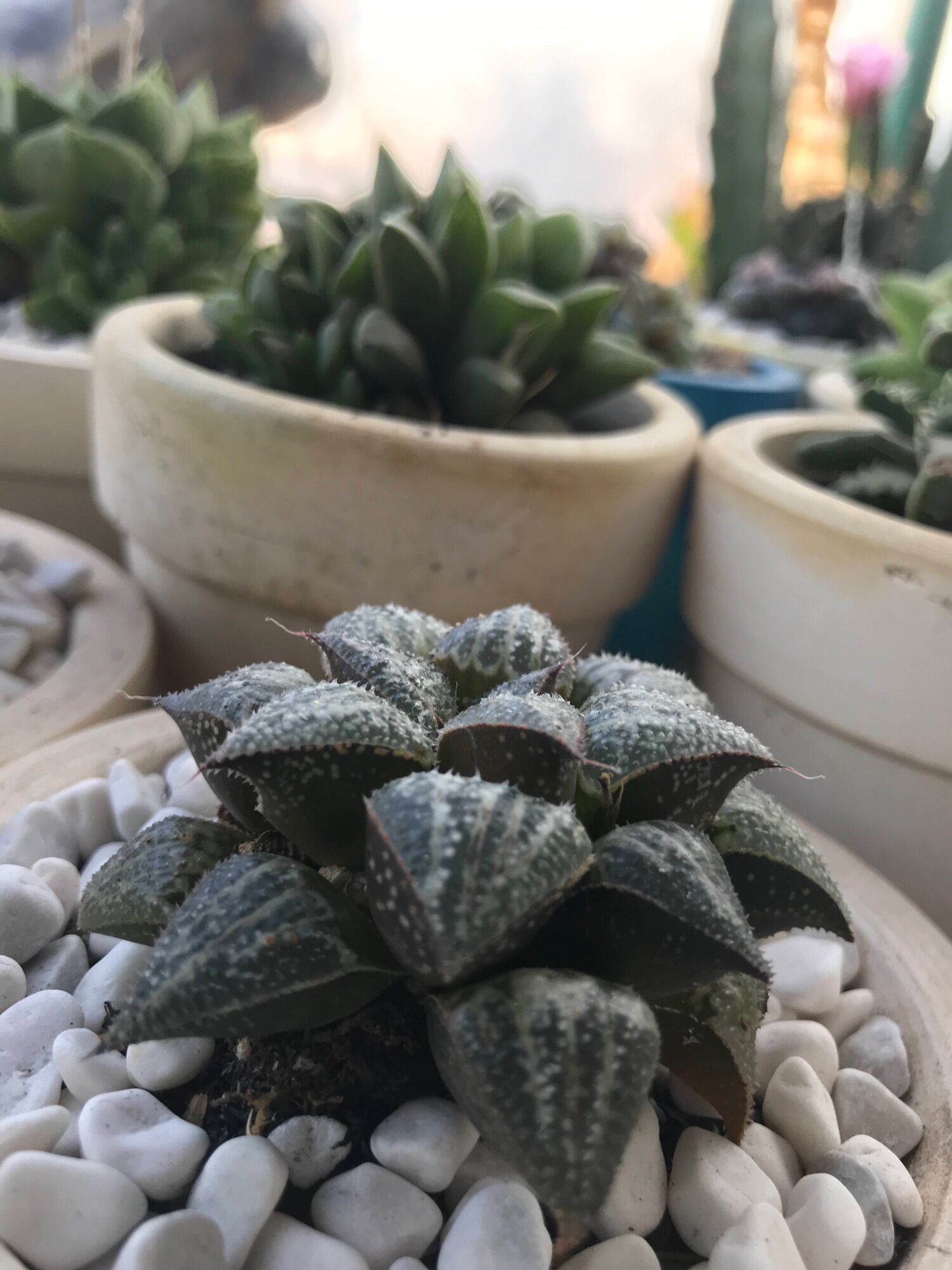 Sen  đá Haworthia