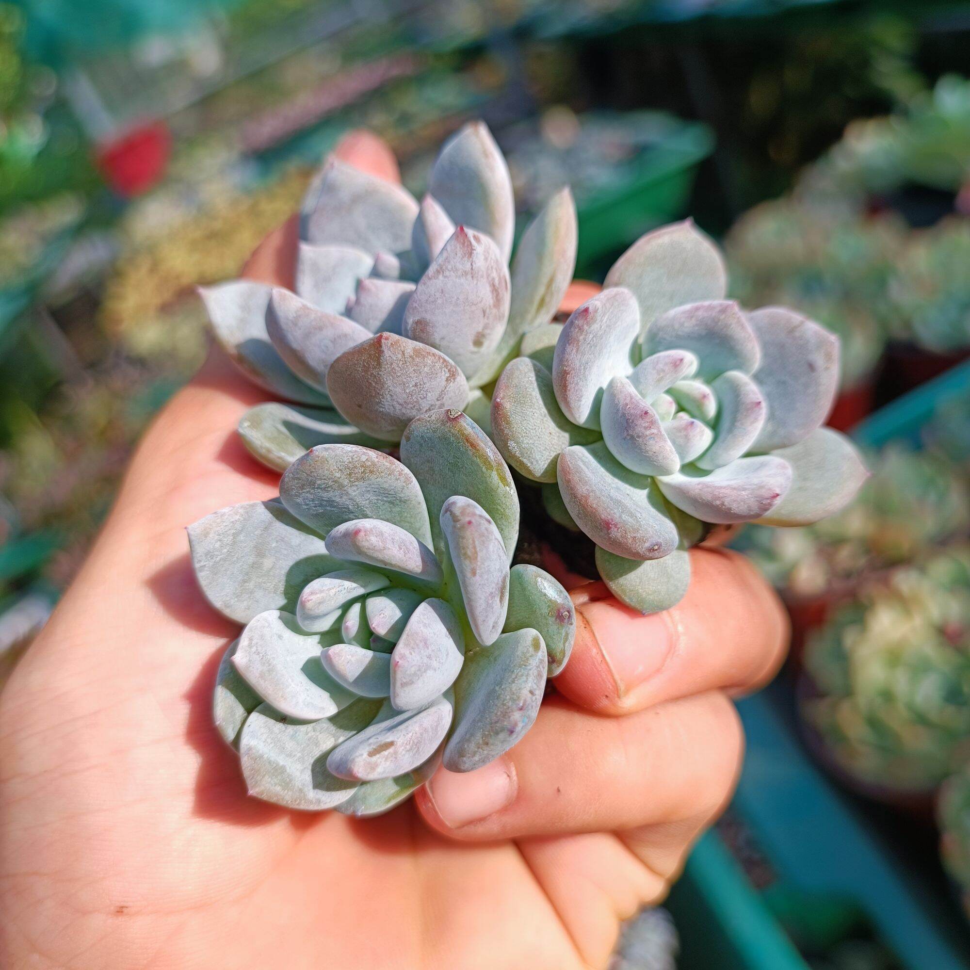 Sale++ Sen Đá Monroe Siêu Đẹp Size 3.5_4 cm.