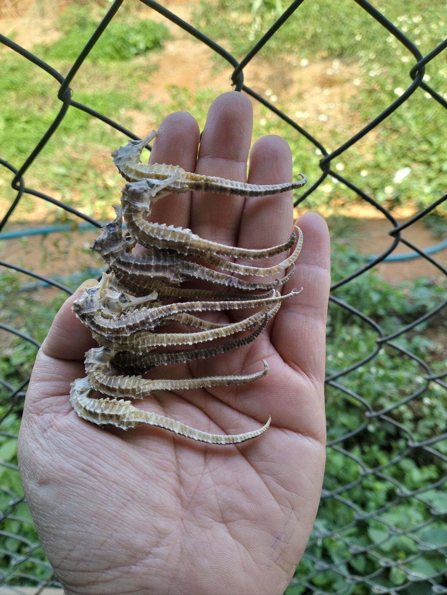 10 con cá ngựa khô nhỏ 6.7cm