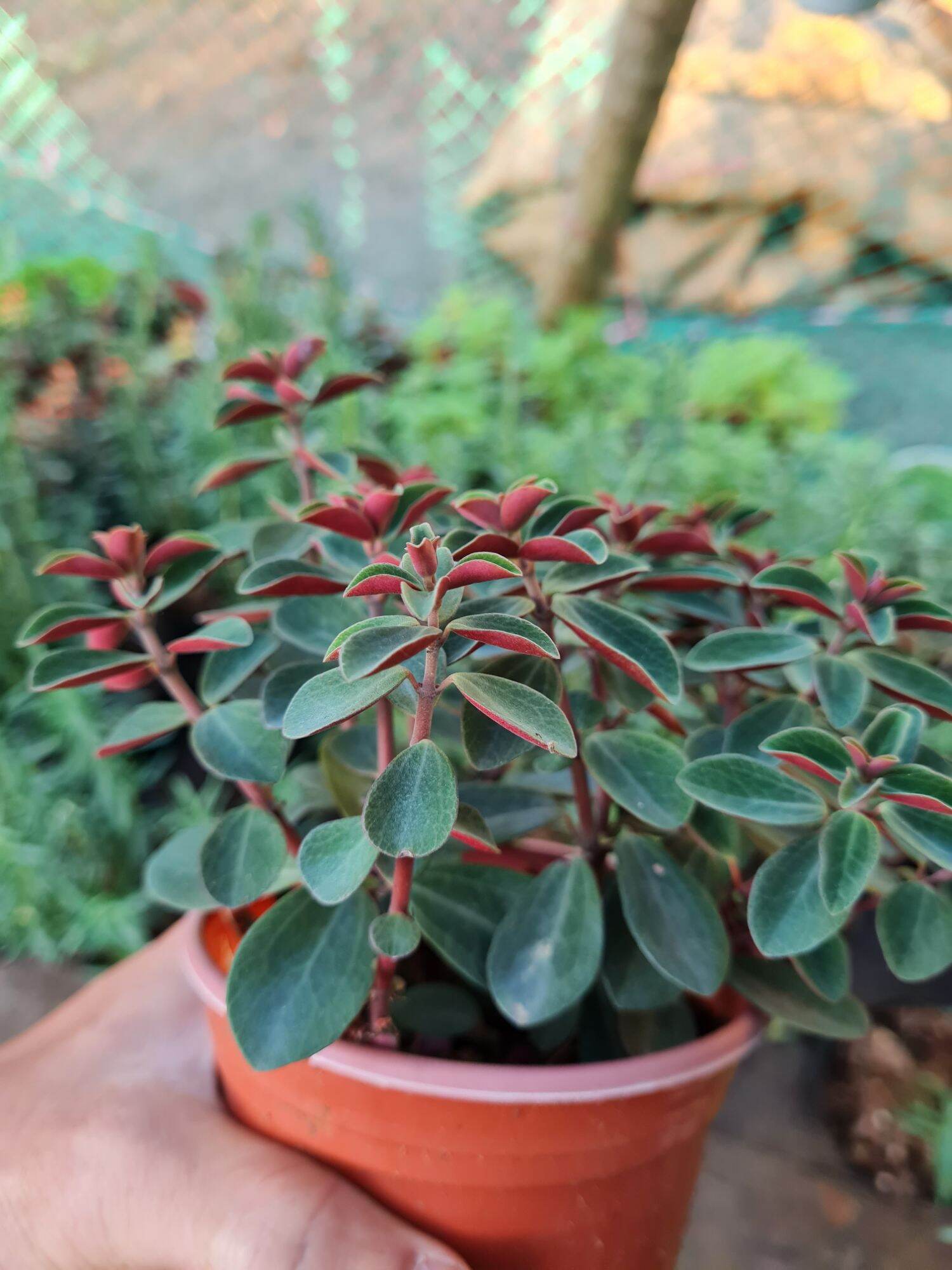 Sen đá đậu xanh đậu đỏ - size trung