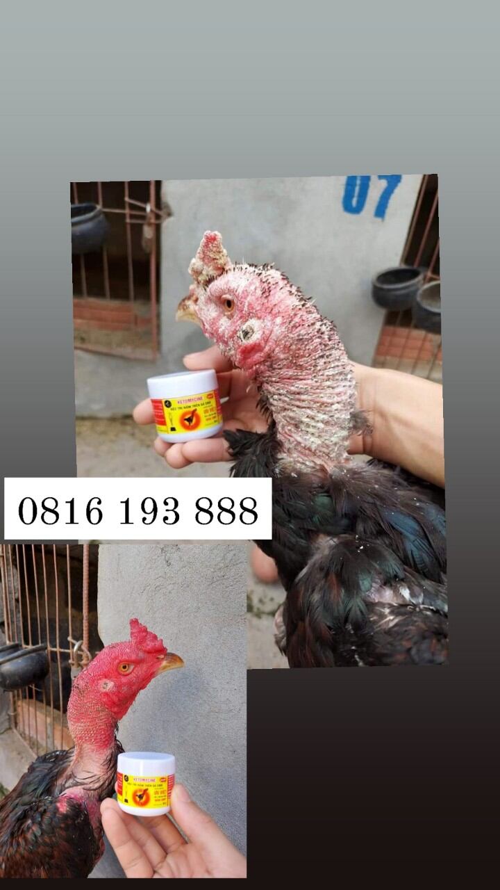 T.huốc chữa nấm mốc cho gà đá, gà chọi