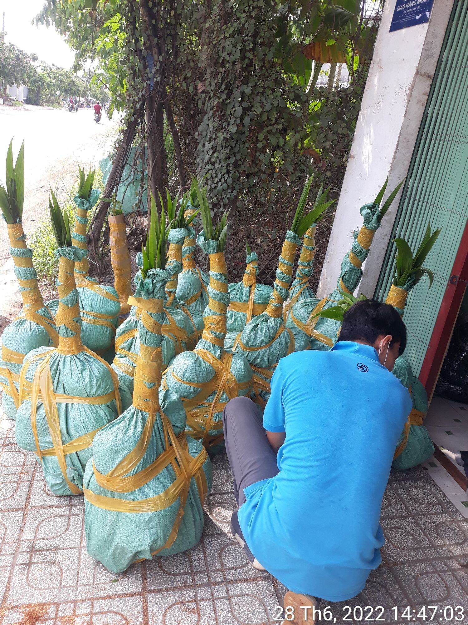 Dừa xiêm xanh lùn Bến Tre