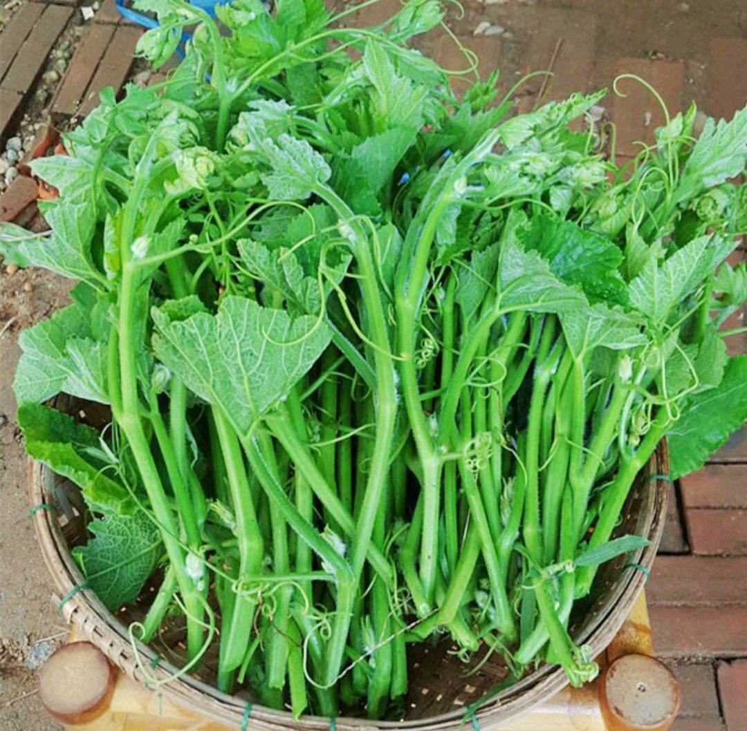 Gói 10g hạt giống bí siêu đọt hn