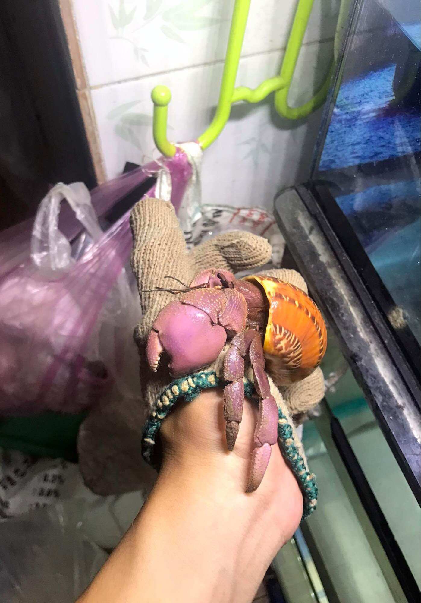 OMH Brevi size Xl (phụ kiện trang trí thú cưng nhỏ)