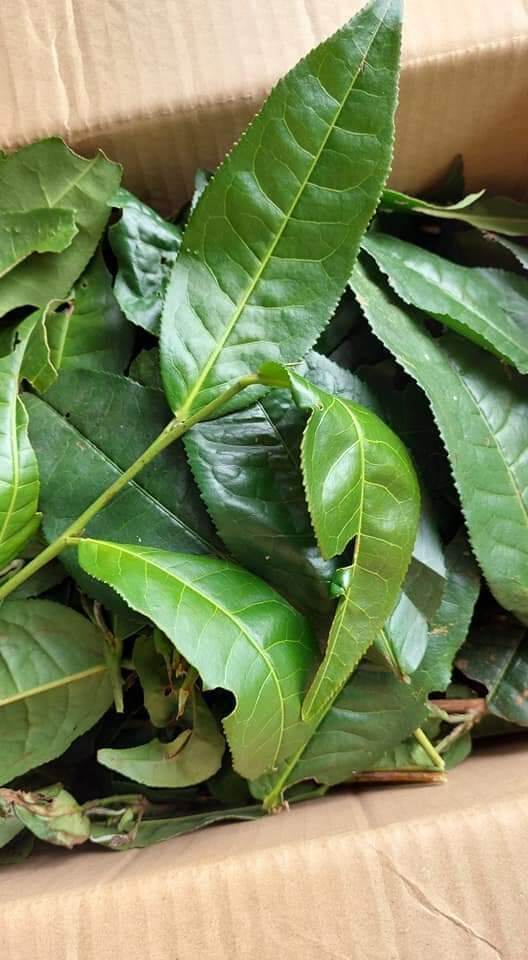 lá chè tươi lâm đồng 500g