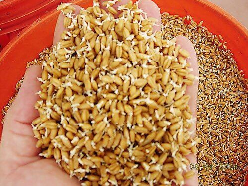 Hạt giống cỏ lúa mì 1kg