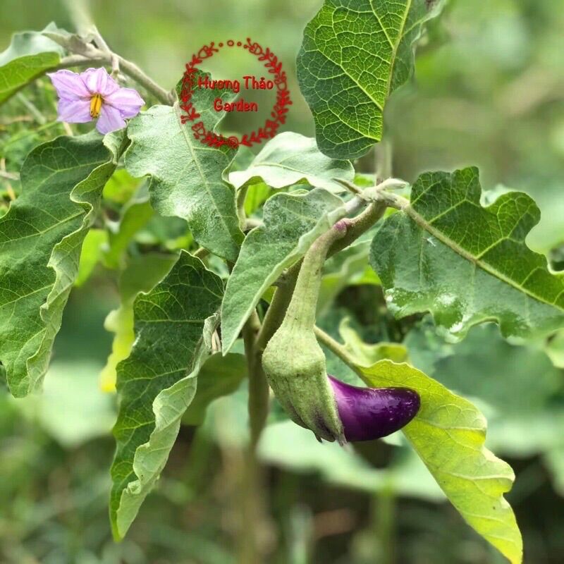 Hạt Giống Cà Tím F1