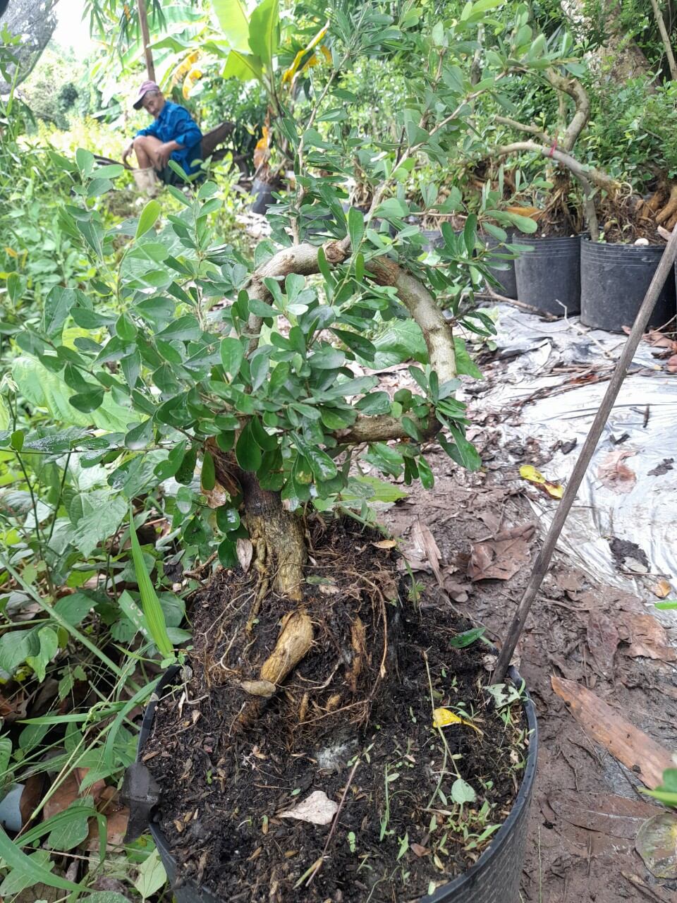 Bong Garden_Phôi Linh Sam Tím siêu bông_ uốn thân sẵn