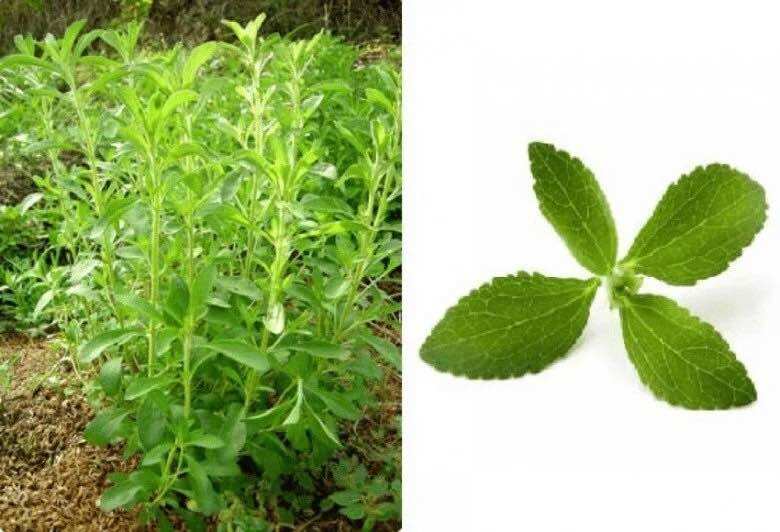 Cây giống cỏ ngọt