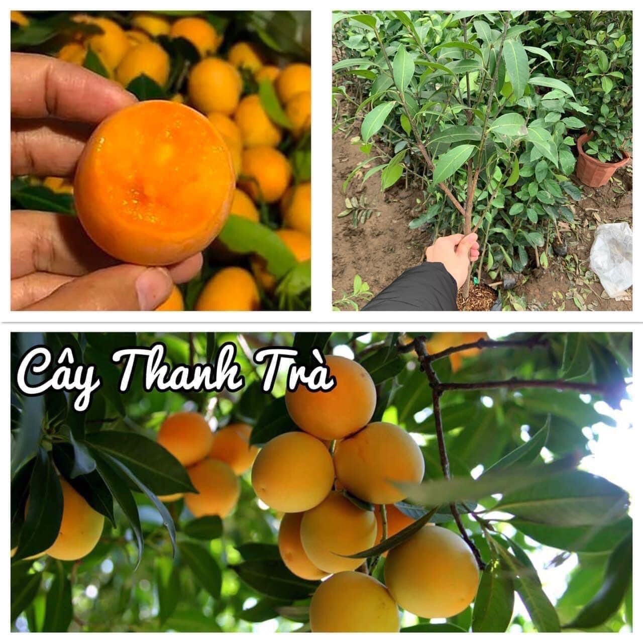 Cây giống Thanh Trà
