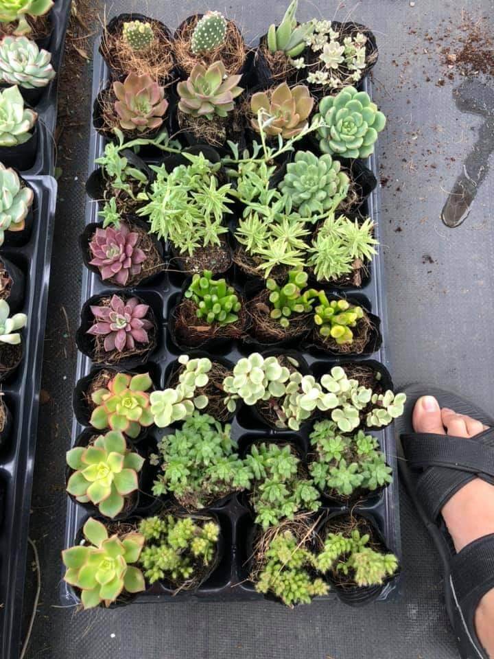 Combo 10 cây sen đá size bầu
