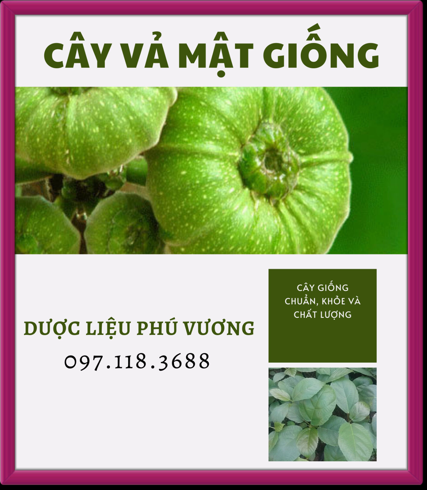 Cây Vả giống cao 45cm