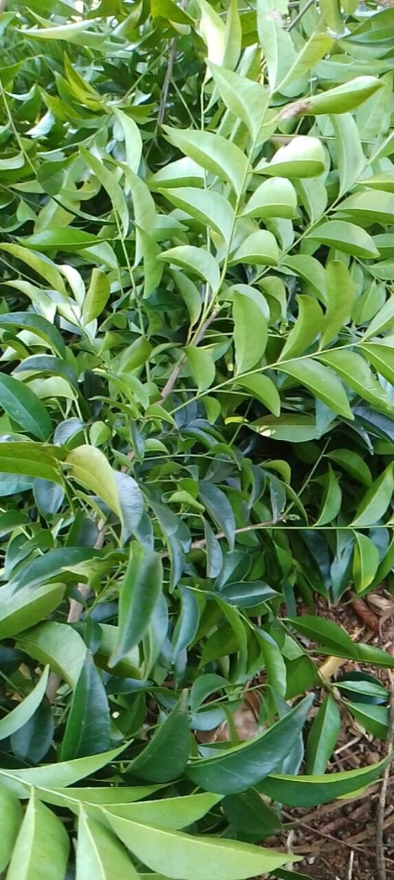 Lá mắc mật tươi làm gia vị ướp nướng