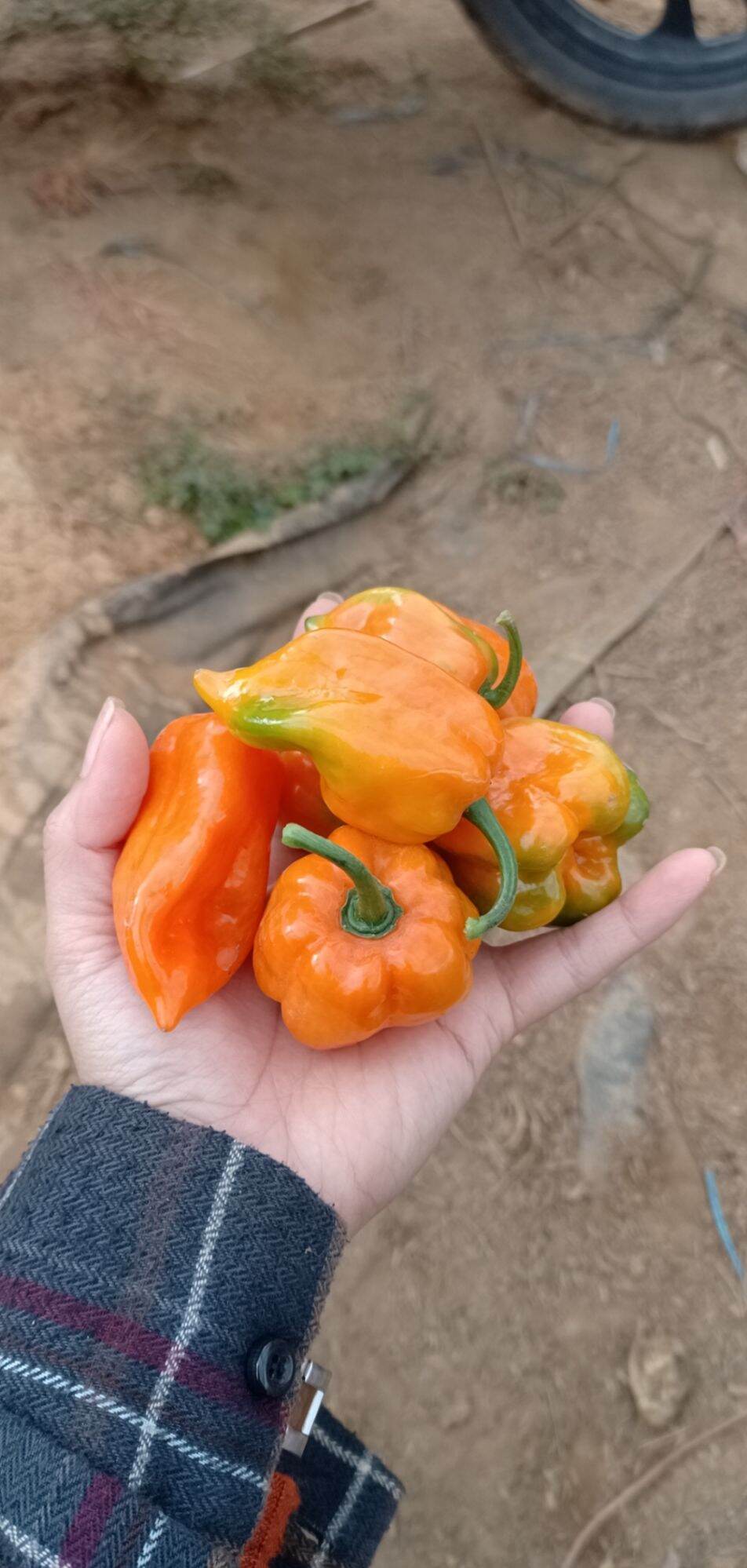 5 quả ớt Habanero tươi lấy hạt làm giống