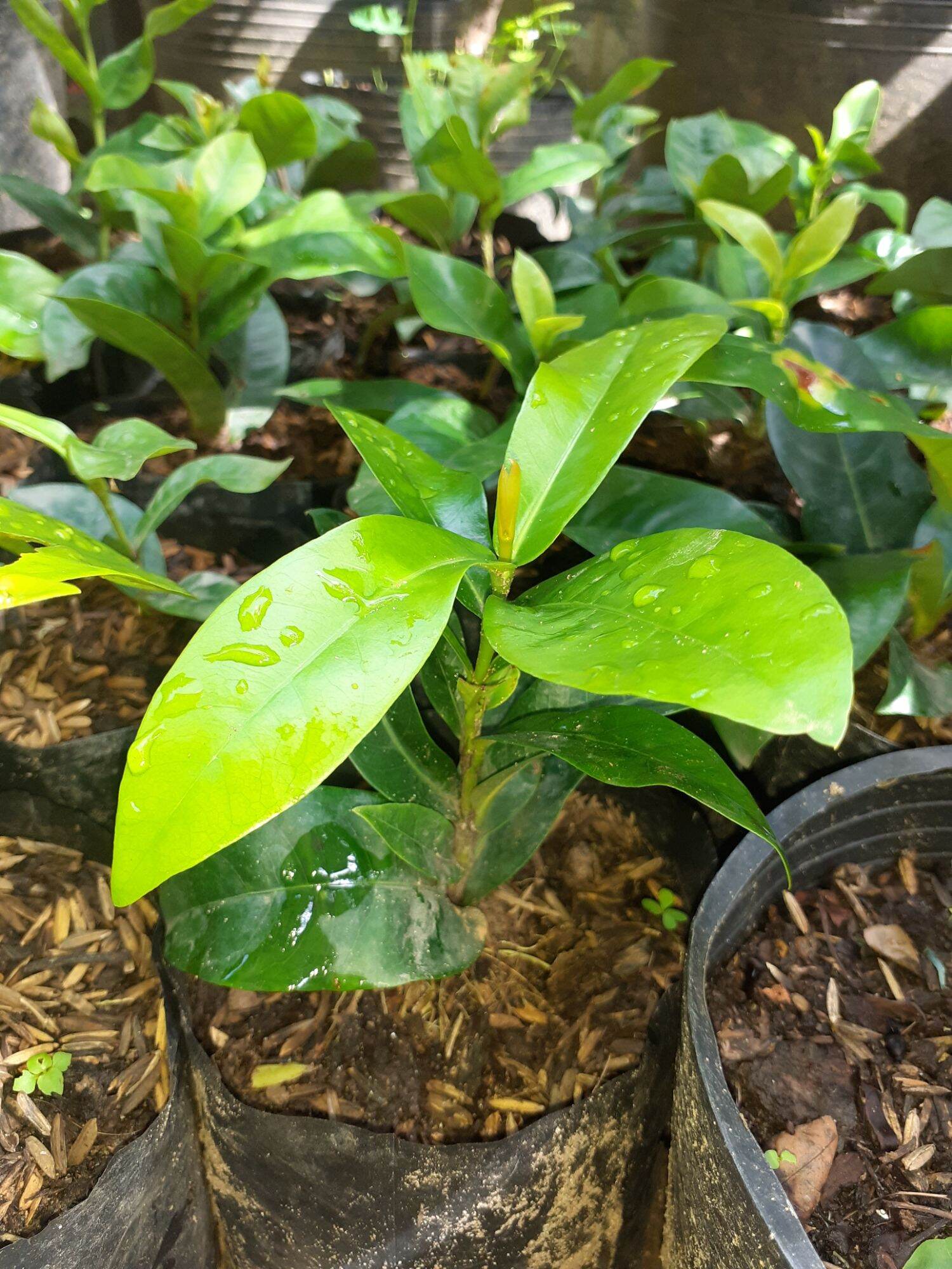 VÀNG DẠ QUANG( CÂY GIỐNG ẢNH 4)