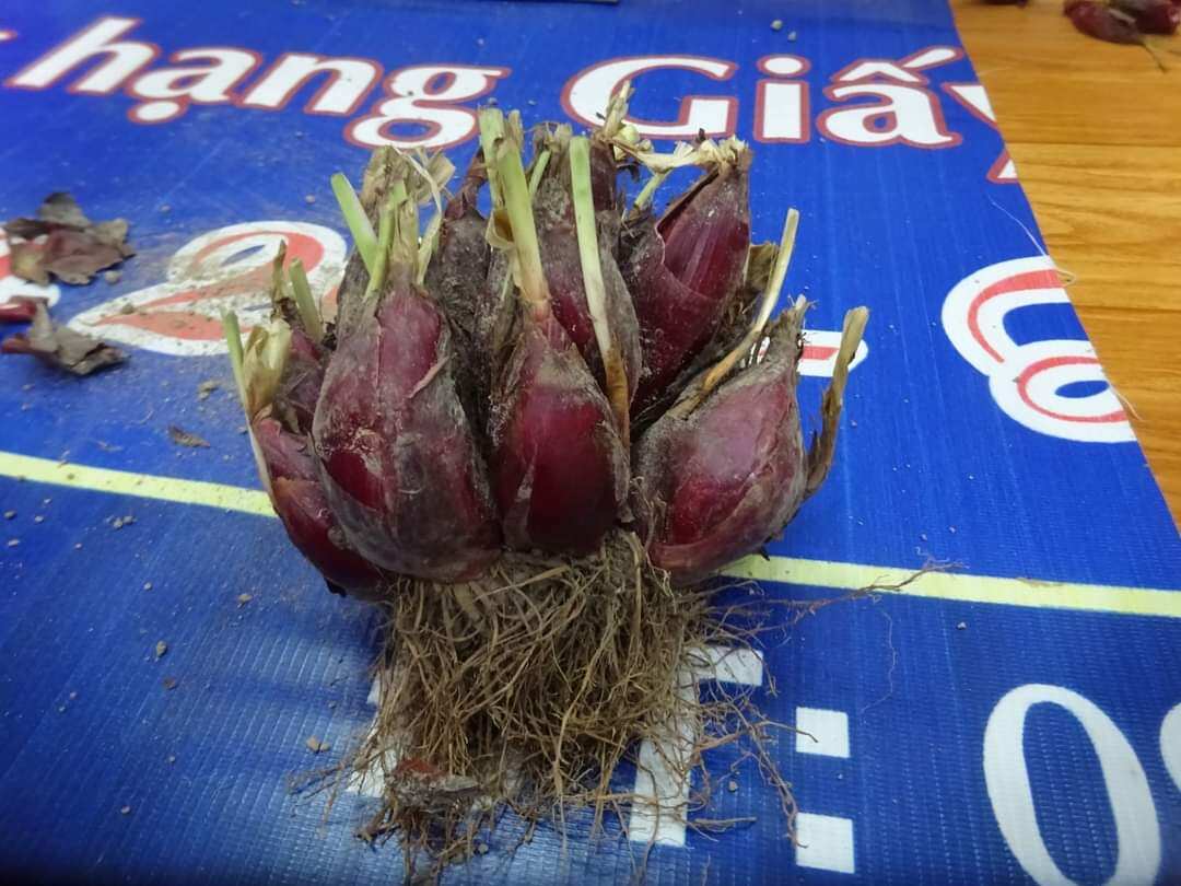 Cây giống tỏi đỏ củ to nhiều củ non như hình.