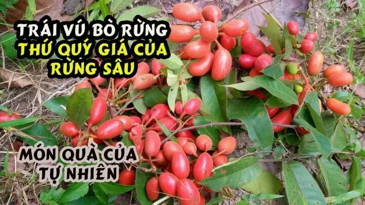 cây vú bò rừng 1 kg tươi