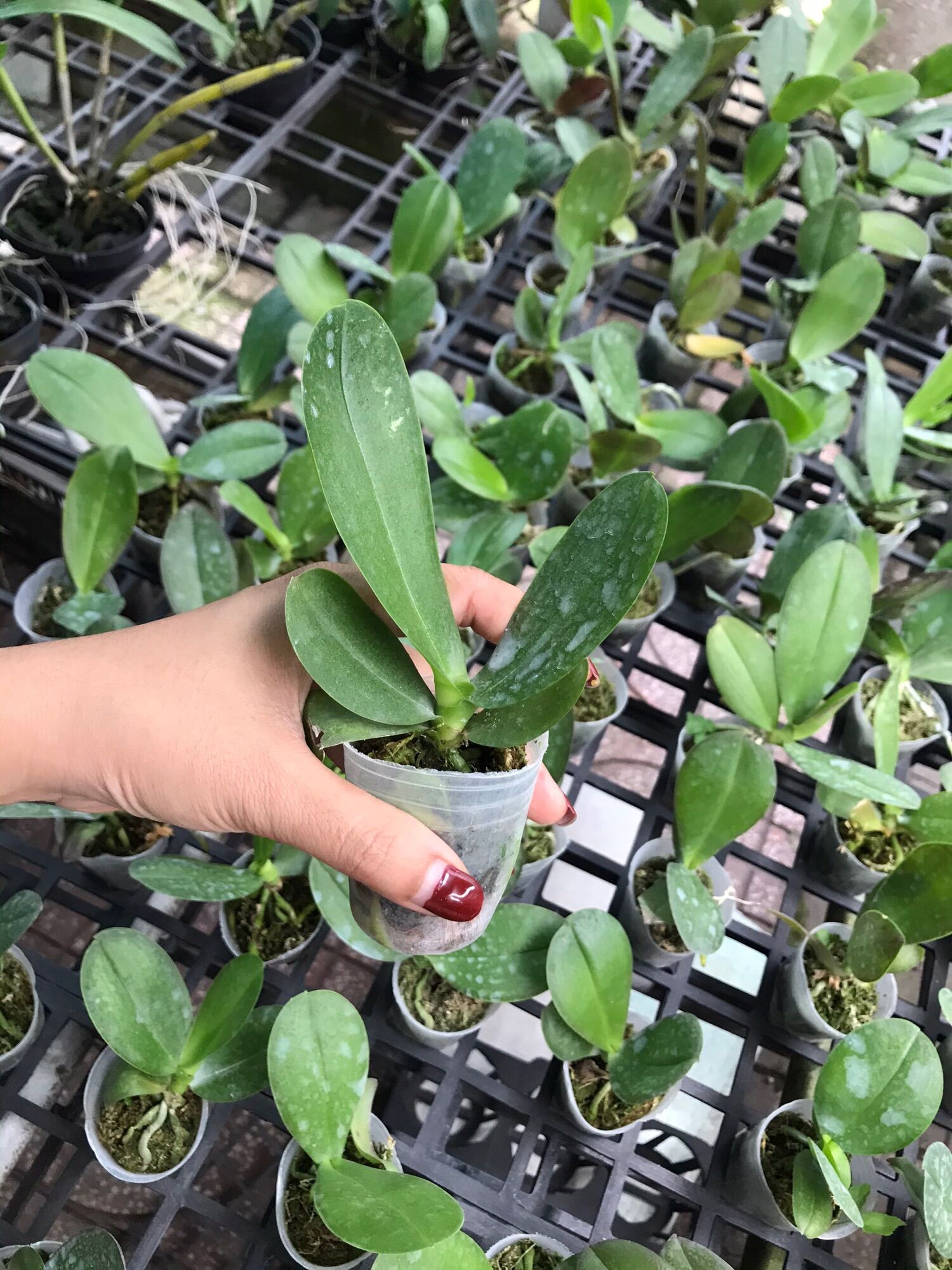 Hồ Điệp Hoa Đại - Cây Con - Được Chọn Màu