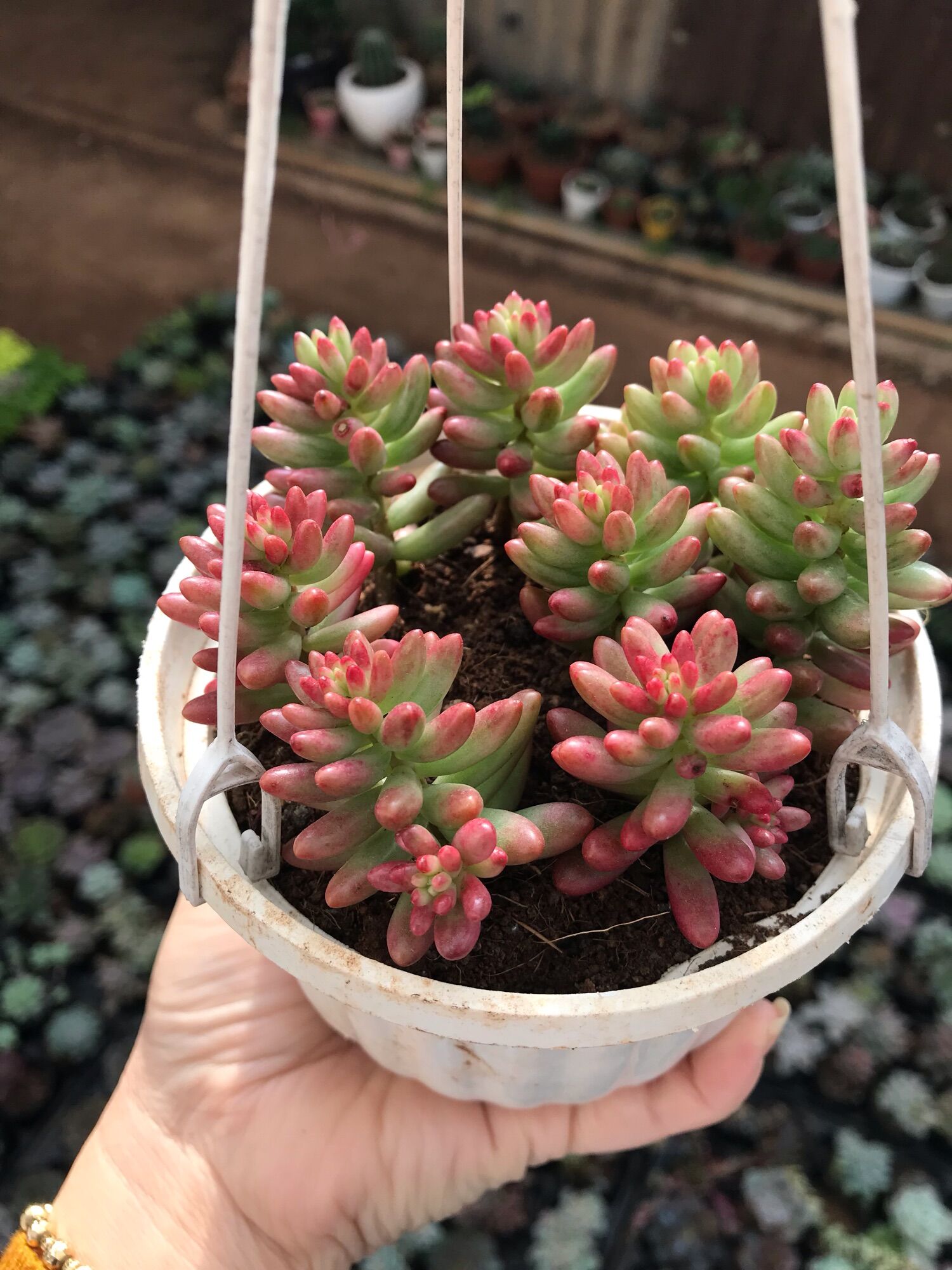 Sen đá thạch ngọc cute size chậu treo mini