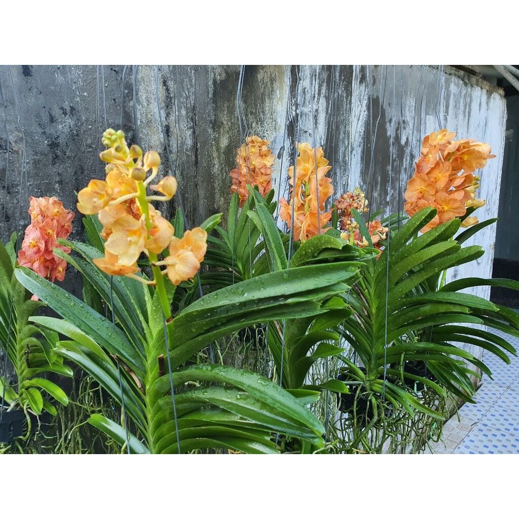 hoa lan asco cam van đa lai ngọc điểm 1 cây