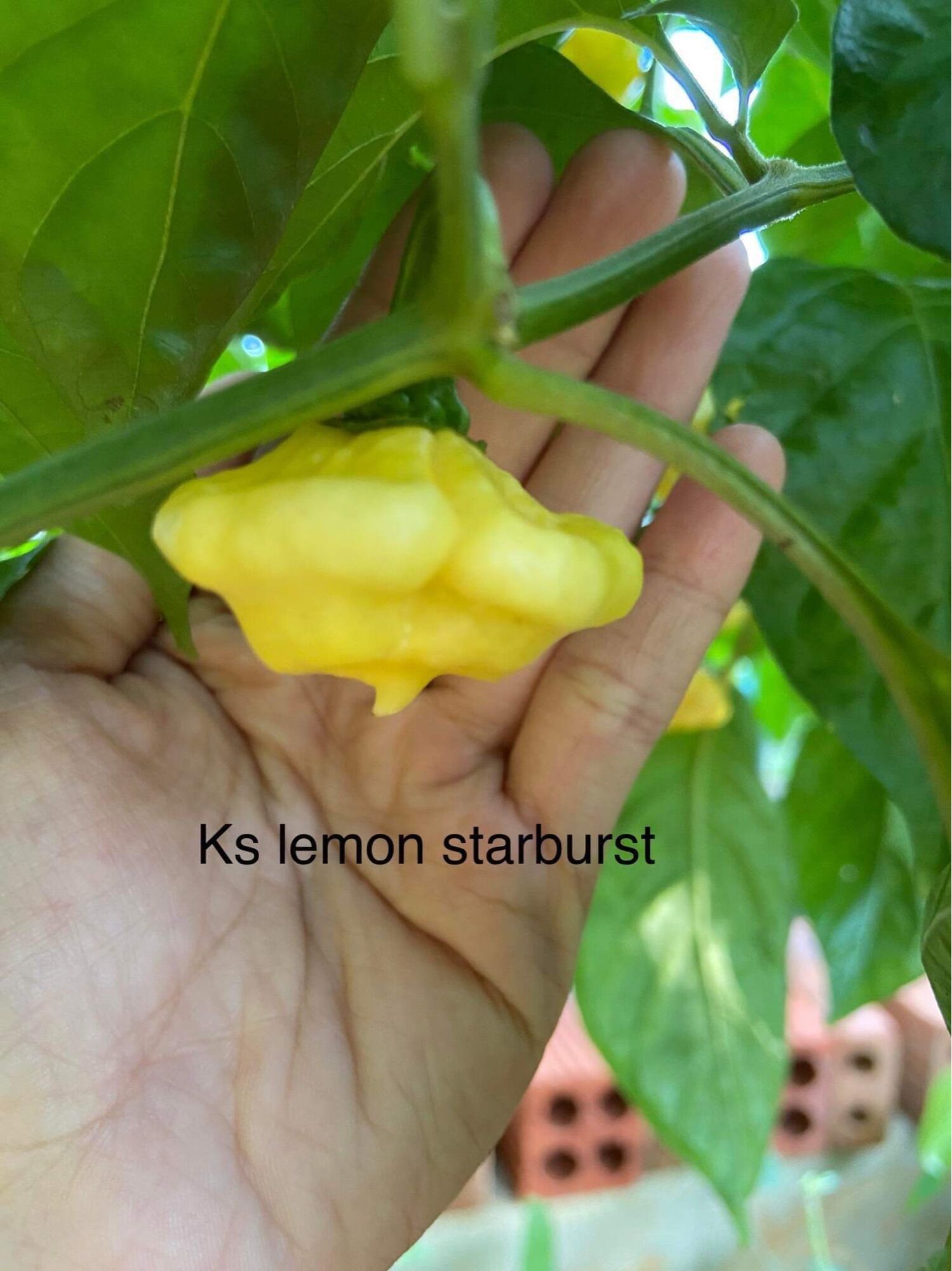 Cây ớt ks lemon starburst