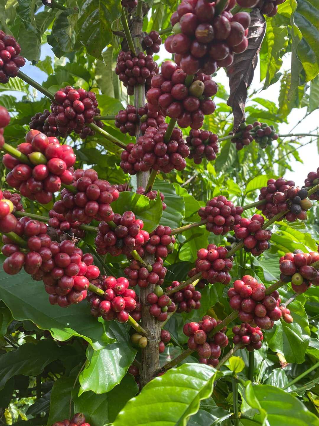 CÀ PHÊ HẠT Robusta S18 rang moc pha phin