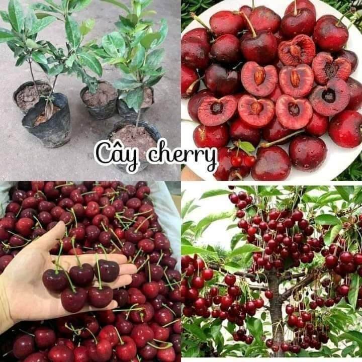 Cây giống cherry siêu trái