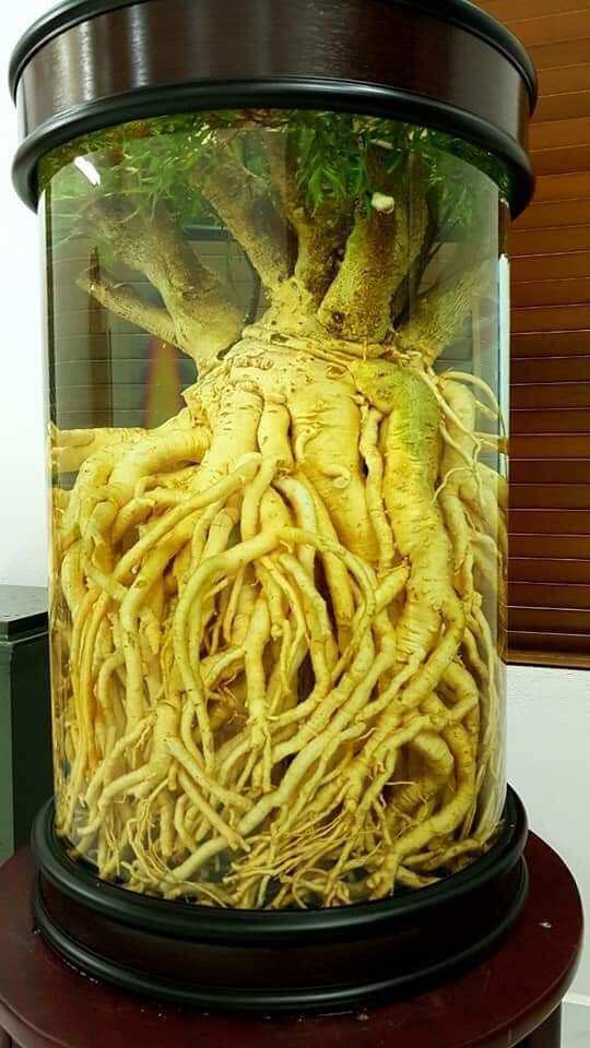 Củ đinh lăng tươi củ 5kg