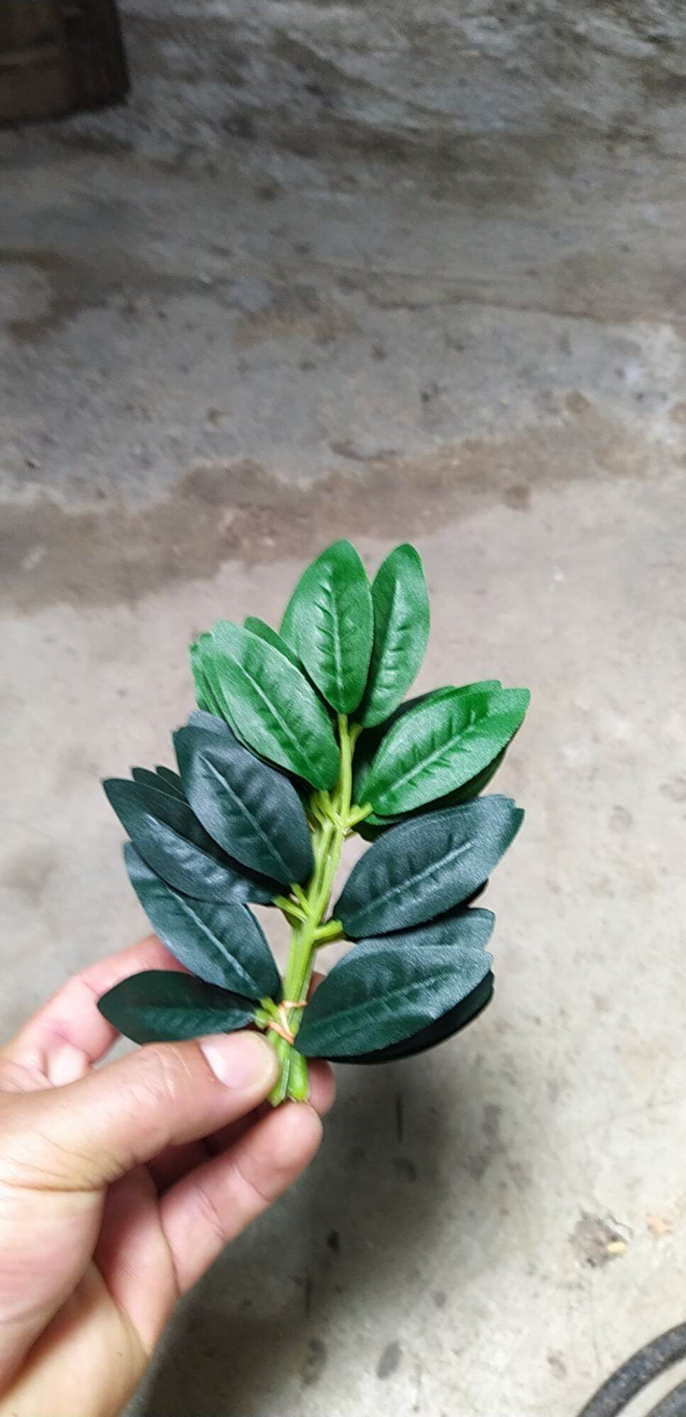 Lá bồ công anh loại 1