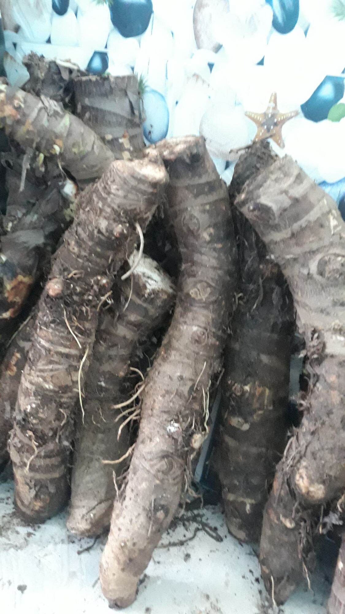 CỦ BẠC HÀ NÚI TỰ NHIÊN LÂU NĂM( 5KG)