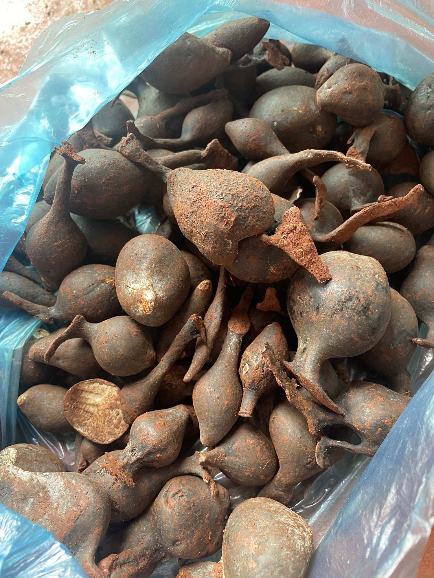 Sâm ô linh tươi 100g